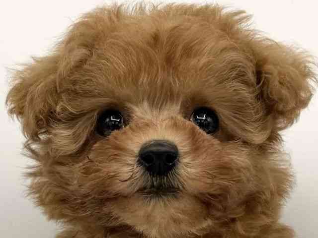 大阪府のトイプードル(トイ) (ひごペットフレンドリーららぽーとEXPOCITY店/2025年9月16日生まれ/女の子/レッドフォーン)の子犬の1枚目の画像