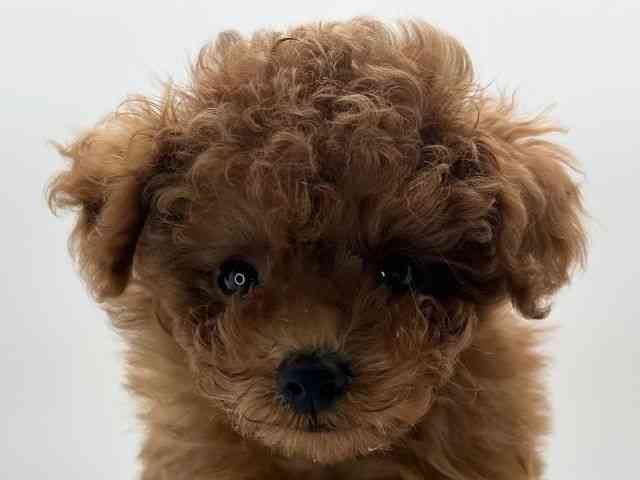 島根県のトイプードル(トイ) (ひごペットフレンドリーイオンモール出雲店/2025年9月11日生まれ/男の子/レッドフォーン)の子犬の1枚目の画像