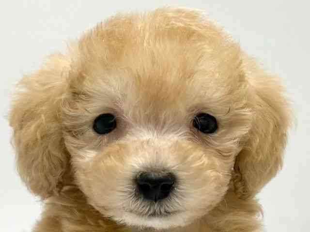 京都府のトイプードル(トイ) (ひごペットフレンドリー京都店/2025年9月18日生まれ/男の子/ペールフォーン)の子犬の1枚目の画像