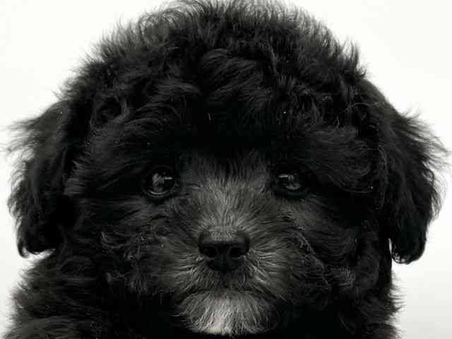 大阪府のトイプードル(トイ) (ひごペットフレンドリーららぽーとEXPOCITY店/2025年9月16日生まれ/男の子/シルバー)の子犬の1枚目の画像