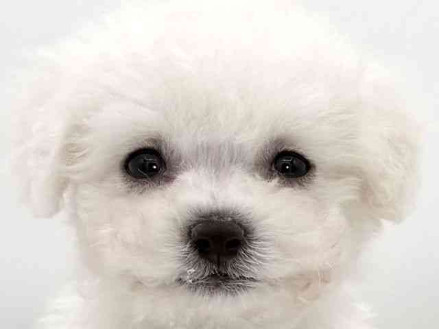 大阪府のビションフリーゼ (ひごペットフレンドリーイオンそよら海老江店/2025年9月16日生まれ/男の子/ホワイト)の子犬の1枚目の画像