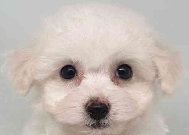 鳥取県のビションフリーゼ (ひごペットフレンドリーイオンモール鳥取北店/2025年9月16日生まれ/男の子/ホワイト)の子犬の1枚目の画像