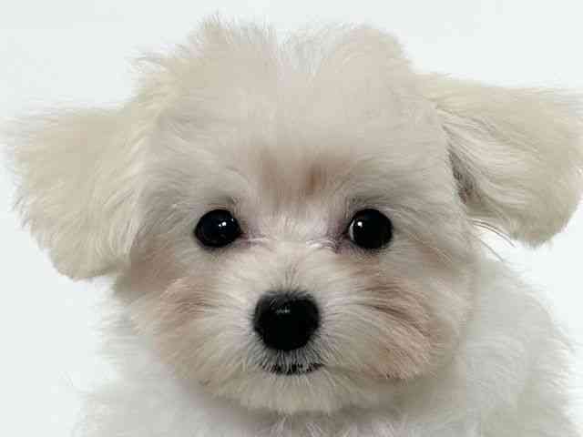 大阪府のマルプー(マルチーズ×プードル) (ひごペットフレンドリーアクロスプラザ住之江店/2025年9月12日生まれ/男の子/ホワイト)の子犬の1枚目の画像