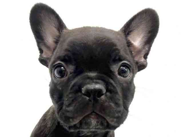 広島県のフレンチブルドッグ (ひごペットフレンドリーフジグラン神辺店/2025年9月19日生まれ/男の子/ブリンドルホワイト)の子犬の1枚目の画像