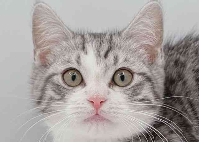 島根県のジェネッタ (ひごペットフレンドリーイオン松江ショッピングセンター店/2025年9月20日生まれ/男の子/シルバータビーホワイト)の子猫の1枚目の画像