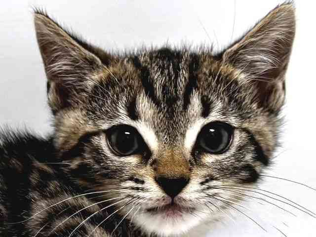 奈良県のジェネッタ (ひごペットフレンドリー奈良パワーシティ店/2025年9月20日生まれ/男の子/ブラウンスポットタビー)の子猫の1枚目の画像