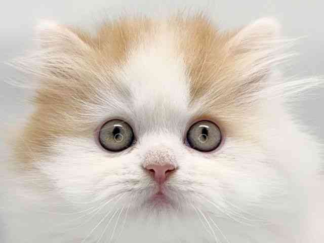 京都府のサイベリアン (ひごペットフレンドリー洛北阪急スクエア店/2025年9月20日生まれ/男の子/クリームホワイト)の子猫の1枚目の画像