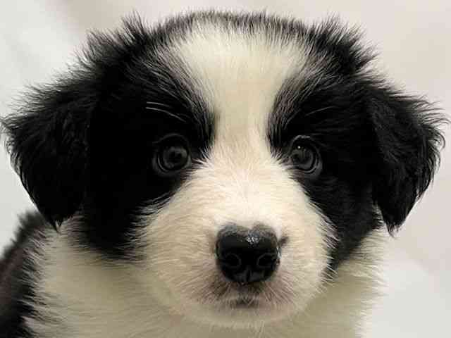 和歌山県のボーダーコリー (ひごペットフレンドリーパームシティ和歌山店/2025年9月18日生まれ/女の子/ブラックホワイト)の子犬の1枚目の画像