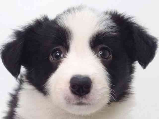 大阪府のボーダーコリー (ひごペットフレンドリーいこらもーる泉佐野店/2025年9月18日生まれ/女の子/ブラックホワイト)の子犬の1枚目の画像