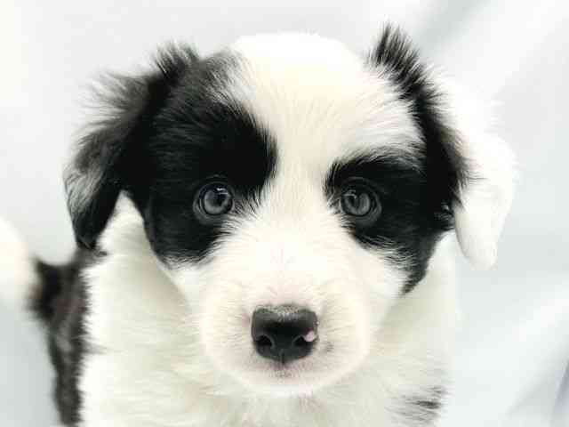 大阪府のボーダーコリー (ひごペットフレンドリーイトーヨーカドー津久野店/2025年9月18日生まれ/女の子/ブラックホワイト)の子犬の1枚目の画像