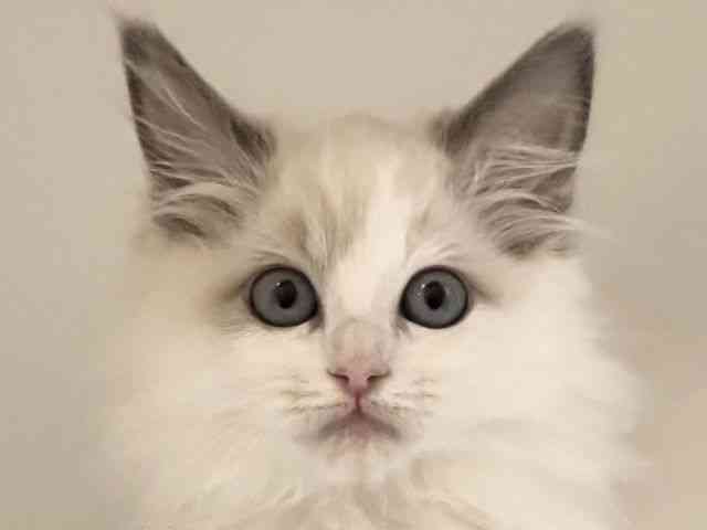 愛知県のラグドール (ひごペットフレンドリープライムツリー赤池店/2025年9月19日生まれ/女の子/ブルーポイントバイカラー)の子猫の1枚目の画像