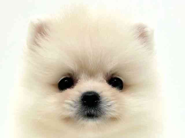 兵庫県のポメラニアン (ひごペットフレンドリーブルメールHAT神戸店/2025年9月19日生まれ/女の子/ホワイト)の子犬