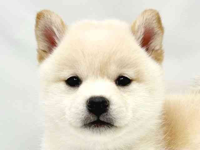 大阪府の柴犬(標準サイズ) (ひごペットフレンドリーイトーヨーカドー津久野店/2025年9月20日生まれ/女の子/白)の子犬の1枚目の画像