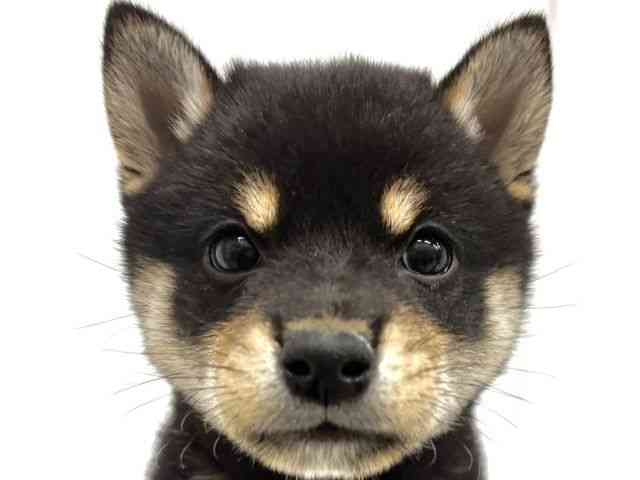 広島県の柴犬(標準サイズ) (ひごペットフレンドリーフジグラン神辺店/2025年9月18日生まれ/男の子/黒)の子犬の1枚目の画像