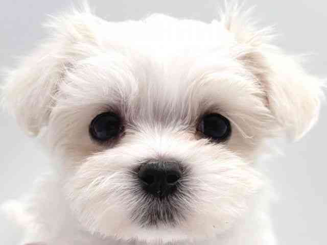 広島県のマルチーズ (ひごペットフレンドリーフジグラン神辺店/2025年9月20日生まれ/女の子/ホワイト)の子犬の1枚目の画像