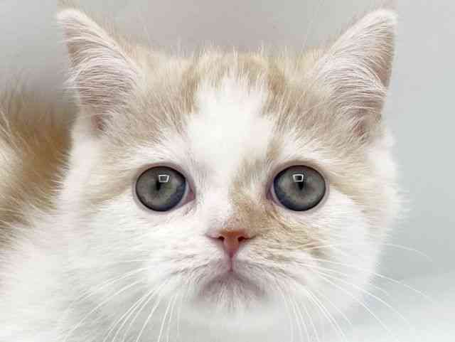 奈良県のマンチカン (ひごペットフレンドリートナリエ大和高田店/2025年9月20日生まれ/男の子/クリームタビーホワイト)の子猫の1枚目の画像