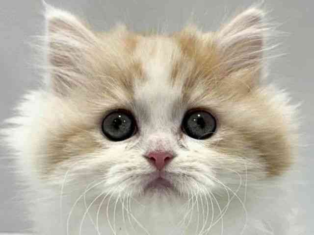 大阪府のマンチカン (ひごペットフレンドリーセブンパーク天美店/2025年9月13日生まれ/女の子/クリームタビーホワイト)の子猫の1枚目の画像