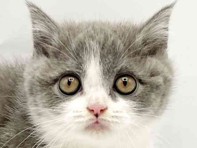 奈良県のブリティッシュショートヘアー (ひごペットフレンドリートナリエ大和高田店/2025年9月19日生まれ/男の子/ブルーホワイト)の子猫の1枚目の画像