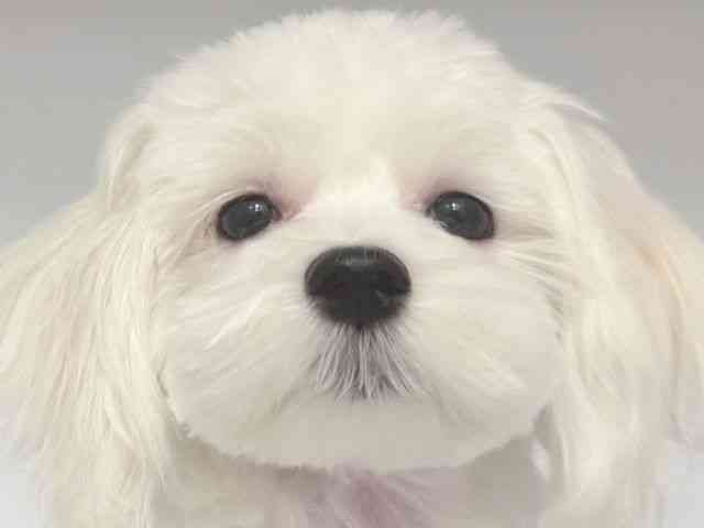 大阪府のハーフ犬・ミックス犬 (ひごペットフレンドリー岸和田店/2025年9月20日生まれ/男の子/ホワイト)の子犬の1枚目の画像