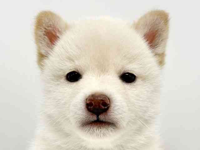 大阪府の柴犬(標準サイズ) (ひごペットフレンドリーイオンタウン豊中庄内店/2025年9月20日生まれ/男の子/白)の子犬の1枚目の画像
