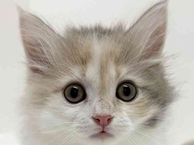 大阪府のサイベリアン (ひごペットフレンドリーくずはモール店/2025年9月17日生まれ/女の子/ダイリュートキャリコ)の子猫の1枚目の画像