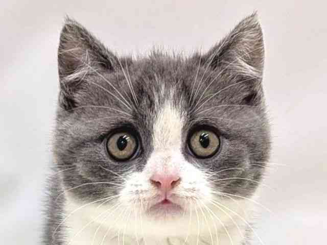 広島県のブリティッシュショートヘアー (ひごペットフレンドリーゆめタウン廿日市店/2025年9月20日生まれ/男の子/ブルーホワイト)の子猫の1枚目の画像