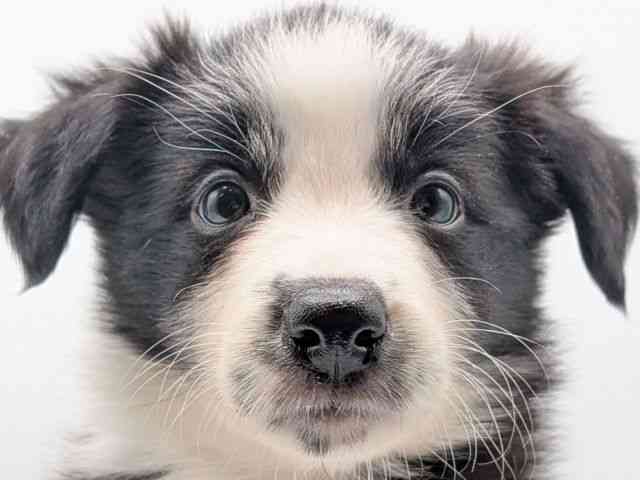 香川県のボーダーコリー (ひごペットフレンドリーゆめタウン高松店/2025年9月20日生まれ/女の子/ブラックホワイト)の子犬