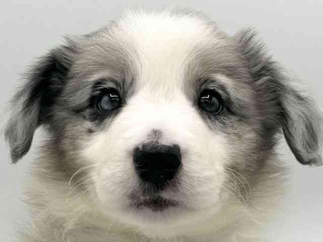 大阪府のボーダーコリー (ひごペットフレンドリーららぽーとEXPOCITY店/2025年9月20日生まれ/女の子/ブルーマール)の子犬の1枚目の画像