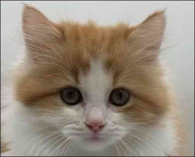 徳島県のサイベリアン (ひごペットフレンドリーゆめタウン徳島店/2025年9月20日生まれ/女の子/レッドタビーホワイト)の子猫