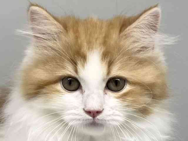 徳島県のサイベリアン (ひごペットフレンドリーゆめタウン徳島店/2025年9月20日生まれ/女の子/レッドタビーホワイト)の子猫