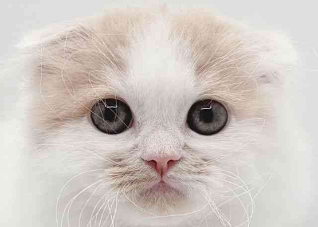 島根県のスコティッシュフォールド (ひごペットフレンドリーイオン松江ショッピングセンター店/2025年9月20日生まれ/男の子/クリームホワイト)の子猫の1枚目の画像