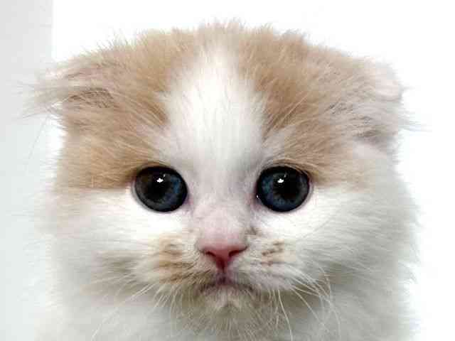 大阪府のスコティッシュフォールド (ひごペットフレンドリーアクロスプラザ住之江店/2025年9月20日生まれ/男の子/クリームホワイト)の子猫の1枚目の画像