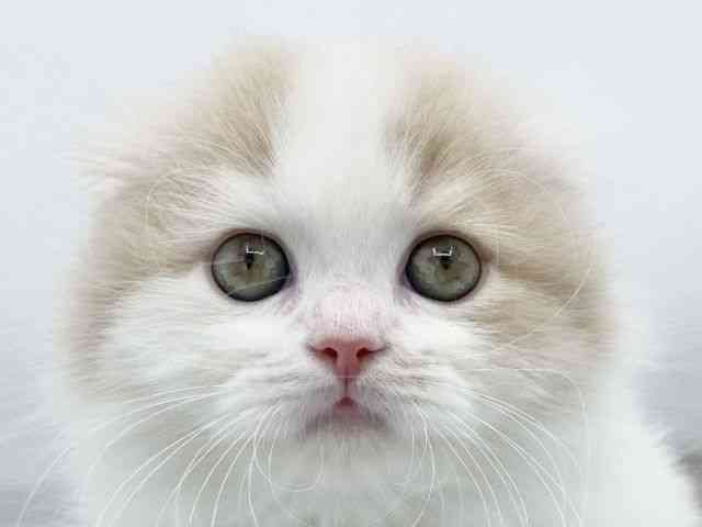 大阪府のスコティッシュフォールド (ひごペットフレンドリーららぽーとEXPOCITY店/2025年9月20日生まれ/男の子/クリームホワイト)の子猫の1枚目の画像