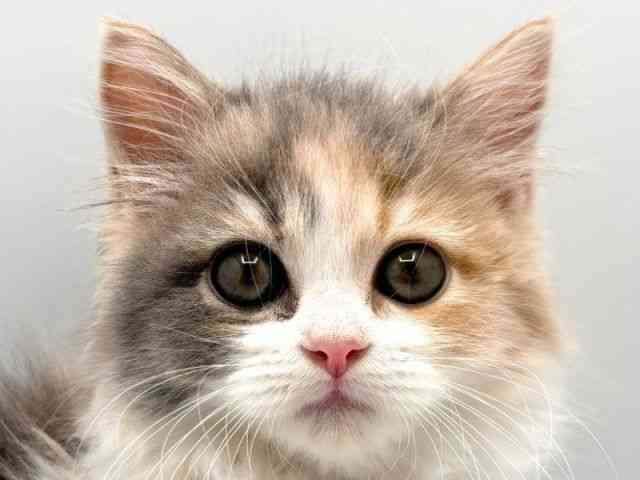 奈良県のサイベリアン (ひごペットフレンドリー田原本店/2025年9月20日生まれ/女の子/ダイリュートキャリコ)の子猫の1枚目の画像