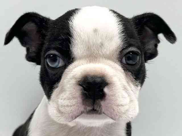 京都府のボストンテリア (ひごペットフレンドリー京都店/2025年9月20日生まれ/男の子/ボストンカラー)の子犬の1枚目の画像