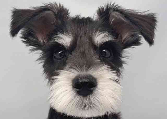 鳥取県のミニチュアシュナウザー (ひごペットフレンドリーイオンモール鳥取北店/2025年9月20日生まれ/男の子/ブラックシルバー)の子犬の1枚目の画像