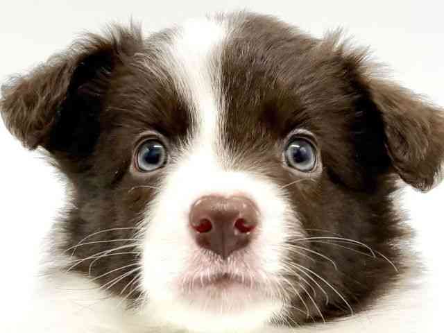 大阪府のボーダーコリー (ひごペットフレンドリーイオンタウン豊中庄内店/2025年9月20日生まれ/男の子/チョコレートホワイト)の子犬の1枚目の画像