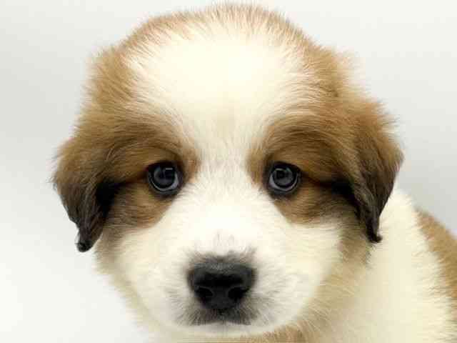 大阪府のハーフ犬・ミックス犬 (ひごペットフレンドリーららぽーとEXPOCITY店/2025年9月20日生まれ/男の子/レッドホワイト)の子犬の1枚目の画像