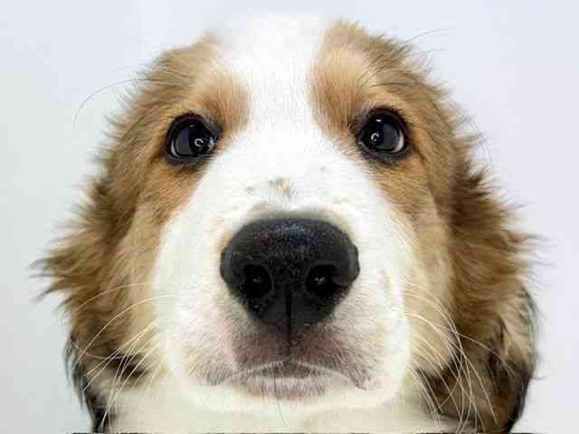 大阪府のハーフ犬・ミックス犬 (ひごペットフレンドリーいこらもーる泉佐野店/2025年9月20日生まれ/男の子/レッドホワイト)の子犬の1枚目の画像