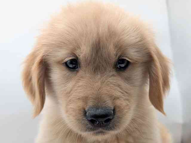 香川県のゴールデンレトリバー (ひごペットフレンドリーゆめタウン高松店/2025年9月13日生まれ/男の子/ゴールデン)の子犬