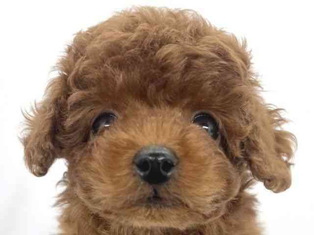 兵庫県のトイプードル(トイ) (ひごペットフレンドリーイオンタウン加古川店/2025年9月20日生まれ/男の子/レッド)の子犬の1枚目の画像