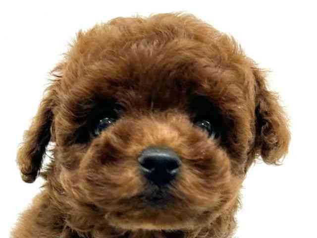 兵庫県のトイプードル(トイ) (ひごペットフレンドリーブルメールHAT神戸店/2025年9月20日生まれ/男の子/レッド)の子犬の1枚目の画像