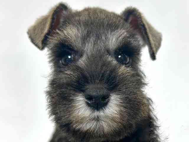 大阪府のミニチュアシュナウザー (ひごペットフレンドリーアクロスプラザ住之江店/2025年9月20日生まれ/男の子/ソルトペッパー)の子犬の1枚目の画像