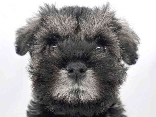 兵庫県のミニチュアシュナウザー (ひごペットフレンドリーイオンタウン加古川店/2025年9月20日生まれ/男の子/ソルトペッパー)の子犬の1枚目の画像