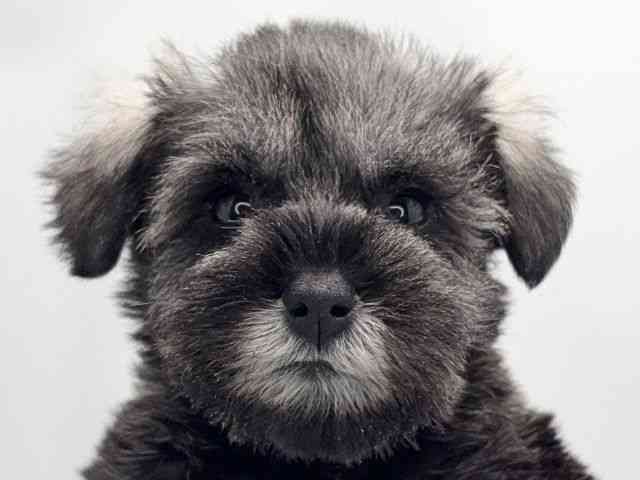 京都府のミニチュアシュナウザー (ひごペットフレンドリー洛北阪急スクエア店/2025年9月20日生まれ/女の子/ソルトペッパー)の子犬の1枚目の画像