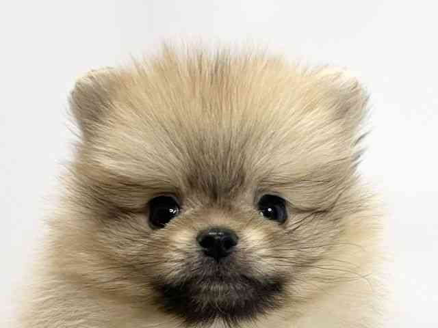 愛媛県のポメラニアン (ひごペットフレンドリーイオンモール今治新都市店/2025年9月19日生まれ/男の子/オレンジ)の子犬の1枚目の画像