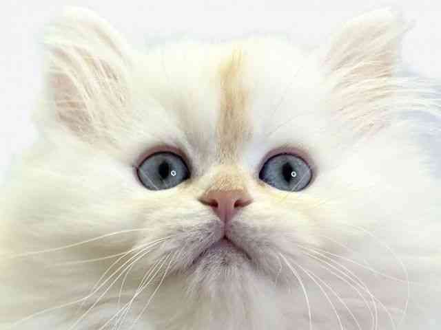 愛媛県のサイベリアン (ひごペットフレンドリーエミフルMASAKI店/2025年9月19日生まれ/男の子/クリームタビーホワイト)の子猫の1枚目の画像