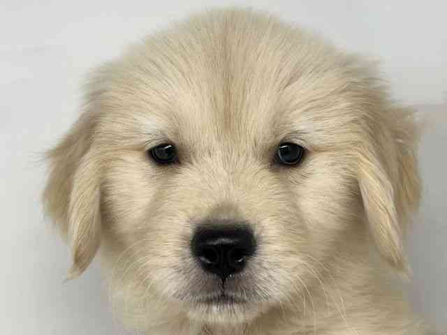 徳島県のゴールデンレトリバー (ひごペットフレンドリーゆめタウン徳島店/2025年9月20日生まれ/女の子/ゴールデン)の子犬の1枚目の画像