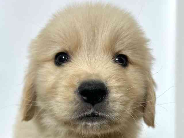 大阪府のゴールデンレトリバー (ひごペットフレンドリーアクロスプラザ住之江店/2025年9月20日生まれ/女の子/ゴールデン)の子犬の1枚目の画像