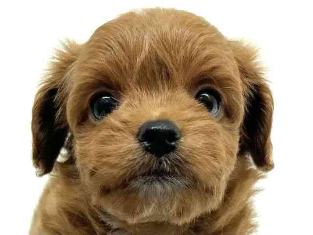 兵庫県のチワプー/プーチー(チワワ×プードル) (ひごペットフレンドリーブルメールHAT神戸店/2025年9月20日生まれ/男の子/レッド)の子犬の1枚目の画像